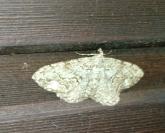 Peribatodes secundaria