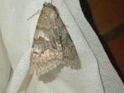 Catocala nupta