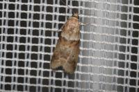 Acrobasis consociella