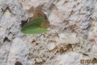 Earias clorana