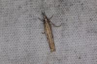 Agriphila geniculea