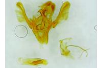 Homoeosoma nebulellum
