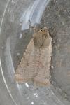 Spudaea ruticilla