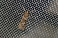 Eudonia angustea