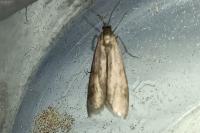 Episcythrastis tetricella