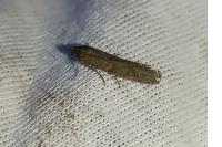 Episcythrastis tetricella