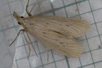 Ematheudes punctella
