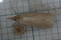 Ematheudes punctella