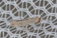 Phyllonorycter