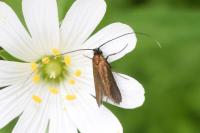 Cauchas rufimitrella