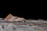 Falseuncaria ruficiliana