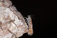 Grapholita jungiella