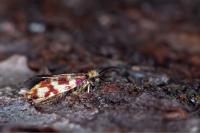 Micropterix tunbergella