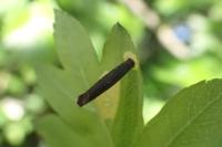 Coleophora hemerobiella