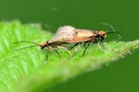 Micropterix calthella