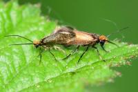 Micropterix calthella