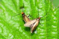 Micropterix calthella