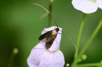 Cauchas rufimitrella