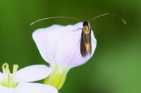 Cauchas rufimitrella