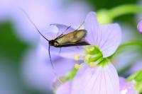 Cauchas rufimitrella