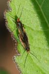 Micropterix calthella