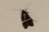 Aproaerema cinctella