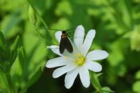 Cauchas rufimitrella