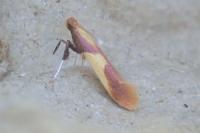 Caloptilia alchimiella