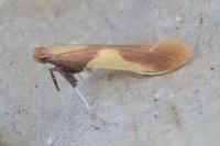 Caloptilia alchimiella