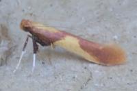Caloptilia alchimiella