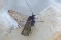 Adela reaumurella