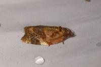 Ditula angustiorana