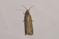 Bactra