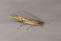 Cosmopterix lienigiella