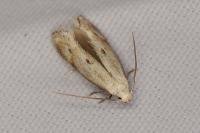 Elachista contaminatella