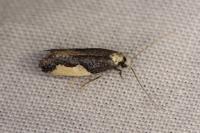 Monopis monachella