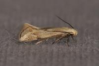 Elachista contaminatella