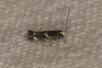 Elachista stabilella