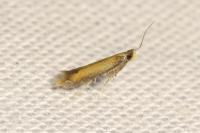 Coptotriche marginea