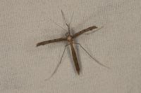 Agdistis bennetii