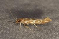 Pyroderces argyrogrammos