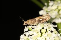 Crocidosema plebejana