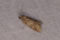 Cnephasia incertana