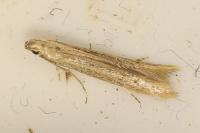 Batrachedra parvulipunctella