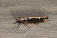 Ethmia bipunctella