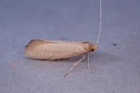 Nematopogon swammerdamella