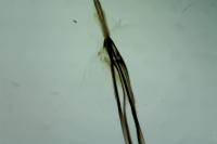 Nematopogon swammerdamella