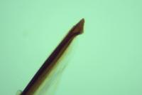 Nematopogon swammerdamella