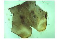 Nematopogon swammerdamella