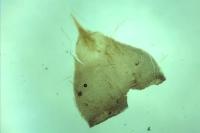 Nematopogon swammerdamella